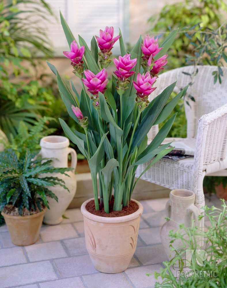 Curcuma Viola